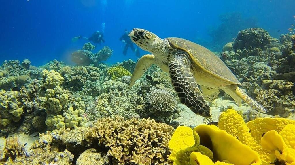 Bait Alaqaba Dive Center & Resort Exterior photo