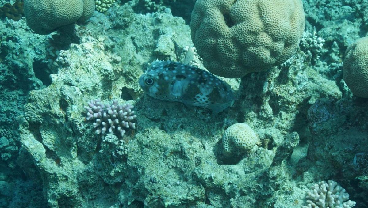Bait Alaqaba Dive Center & Resort Exterior photo