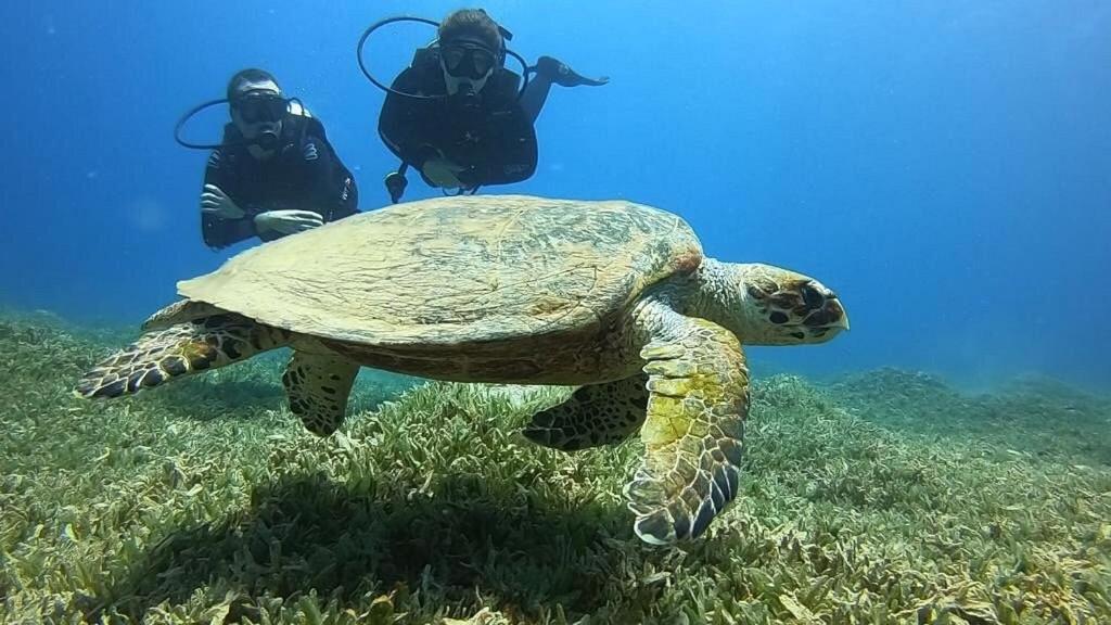 Bait Alaqaba Dive Center & Resort Exterior photo